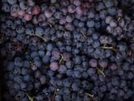 Resveratrol benefits (Image via Unsplash/Rajesh Rajput)
